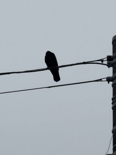 庭で起きた、小さな出来事と大きな優しさ