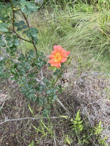 ひなちゃん誕生