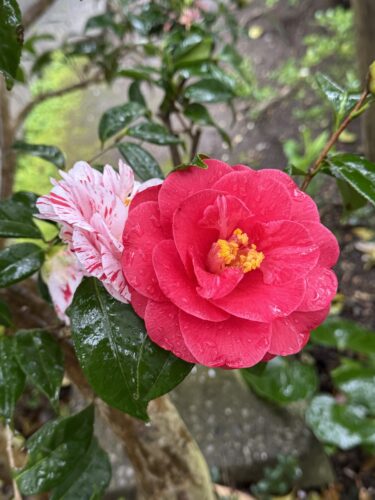 今日のひぐらし椿