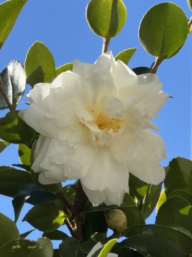 何度でもやり直せる、私のブログへの一歩