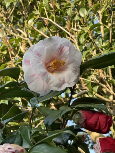 はじめて出会った、あの二羽のカラス