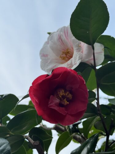 雨の日のひぐらし椿
