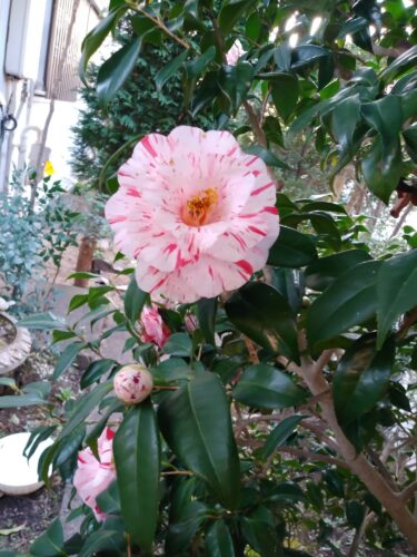 今年のひぐらし椿