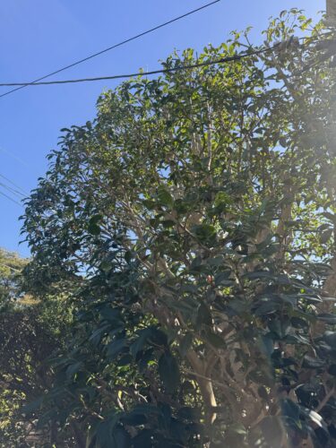 キンモクセイの花びらから