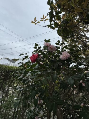 今日も雨のひぐらし椿