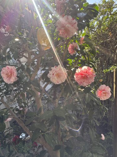 静かな一日、ひぐらし椿と