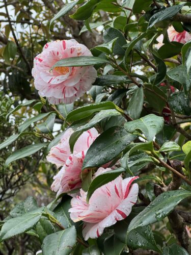 ひぐらし椿、終わりの気配