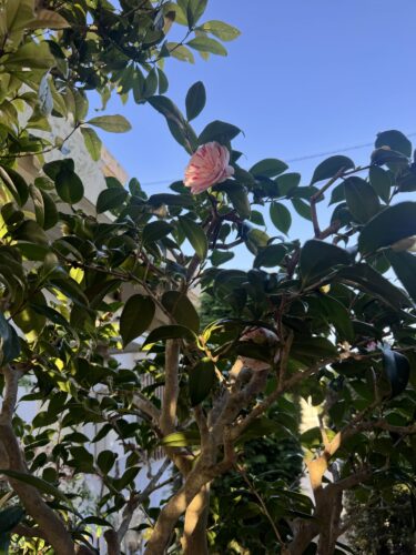 それでも咲きはじめて