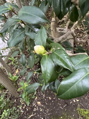 花吹雪のあとに