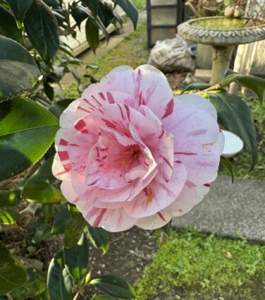 光の中のひぐらし椿