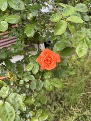 初夏を告げるバラ