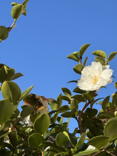 思い出の戸棚を開けて