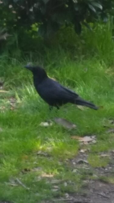 ギャーさん一家の午後