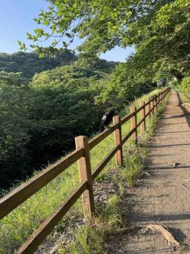 オリオン座さん、また秋に