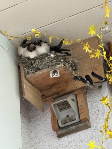 空っぽになったツバメの巣