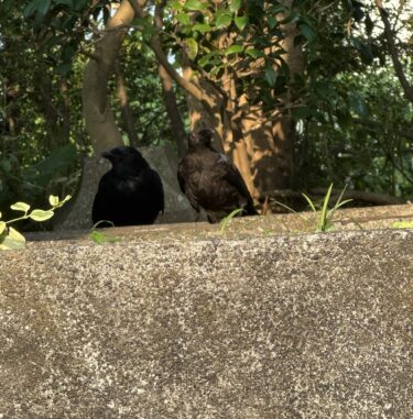 リボン便り①　ひなママと一緒