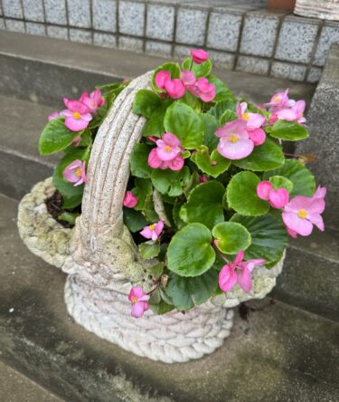 朝の一歩と、夕暮れのサンくん